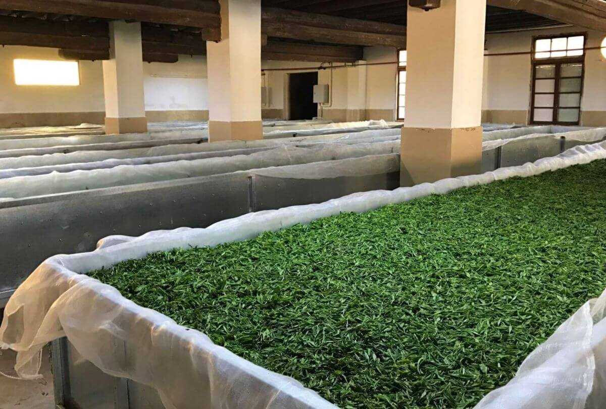 White Tea withering on tables