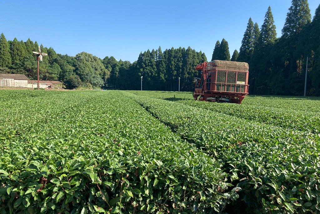 Scenes from Henta Seicha organic matcha