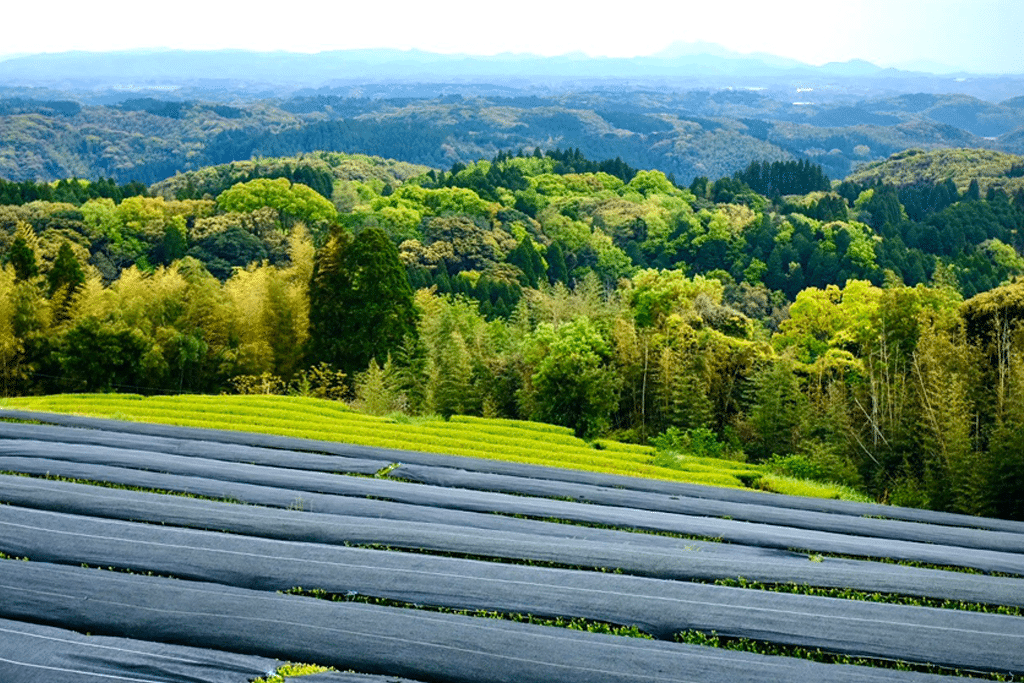 Scenes from Henta Seicha organic matcha