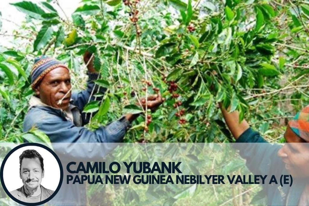 Specialty coffee pickers in Papua New Guinea