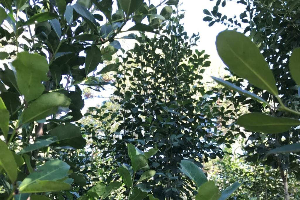 Yerba Mate plant