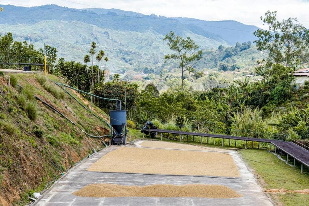 The view from the roasting and cupping lab at La Candelilla Estate