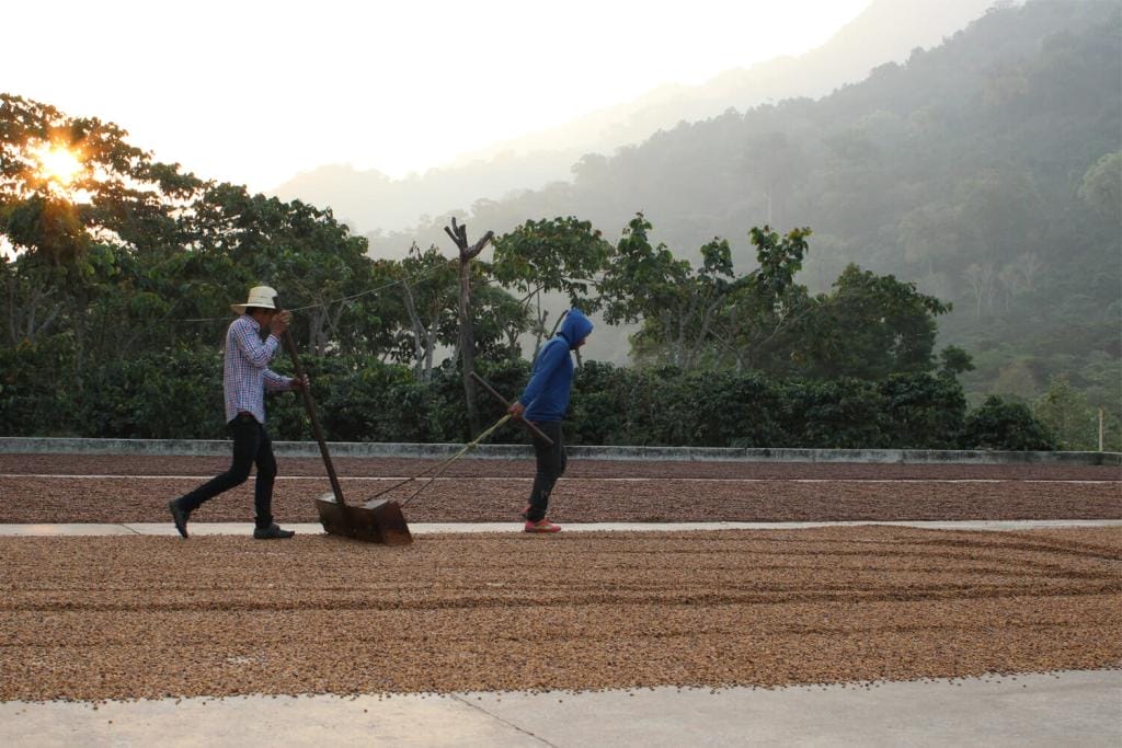 Specialty coffee drying at Finca Nuevo Mexico