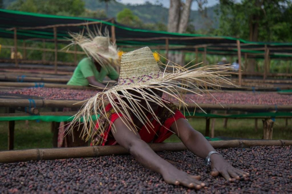 specialty coffee producers working with natural specialty coffee drying on raised beds