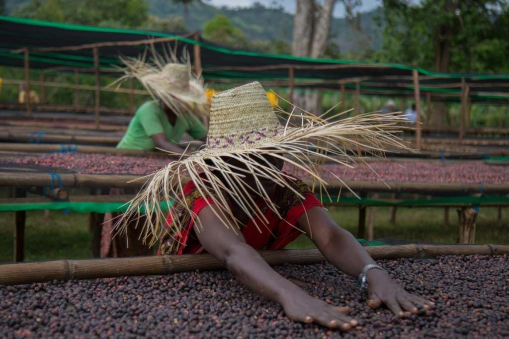 specialty coffee producers working with natural specialty coffee drying on raised beds