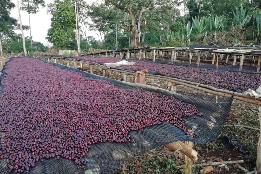 natural specialty coffee drying on raised beds in Ethiopia