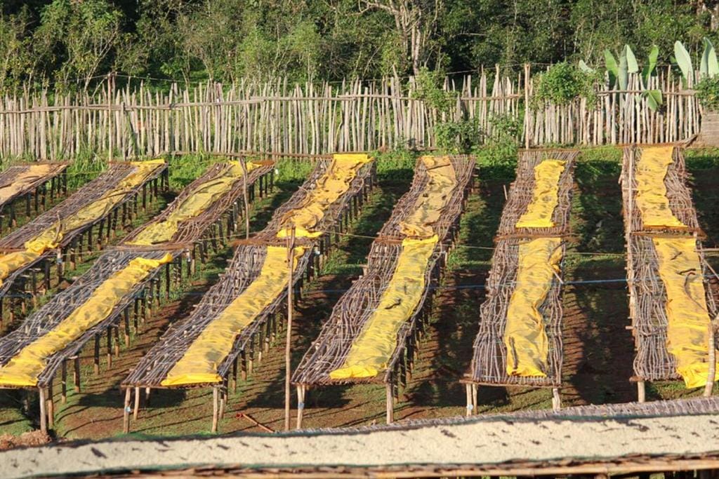 specialty coffee raised beds in Ethiopia