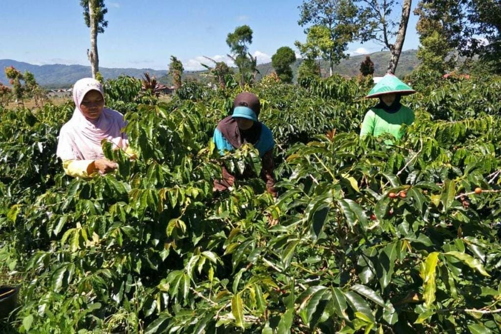 Specialty coffee pickers in Sumatra