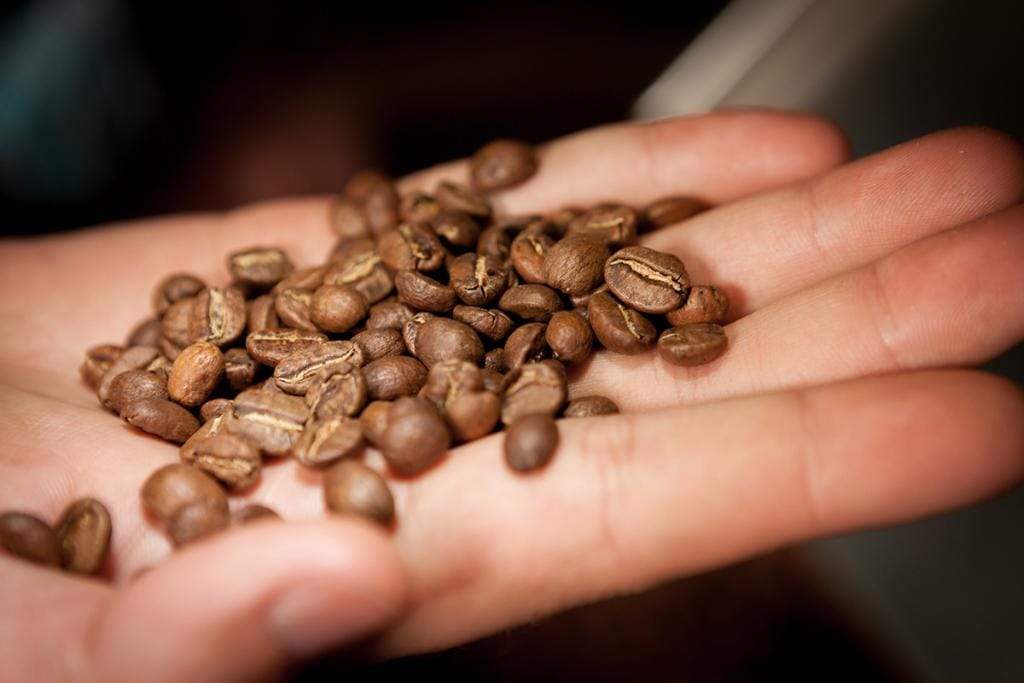 hand showcasing coffee roast levels