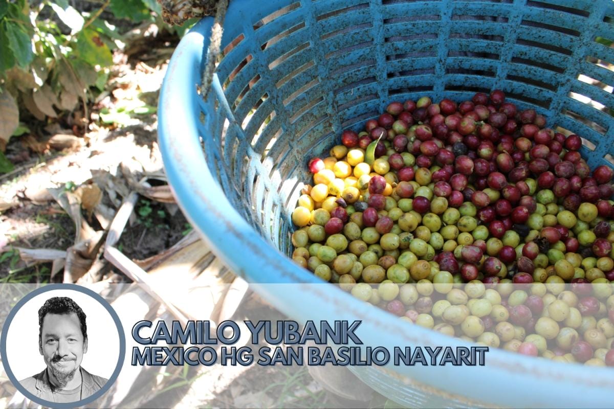 best coffee beans in north america