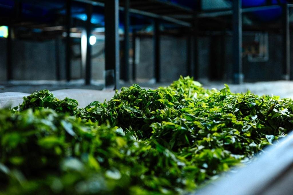 raw yunnan tea leaves