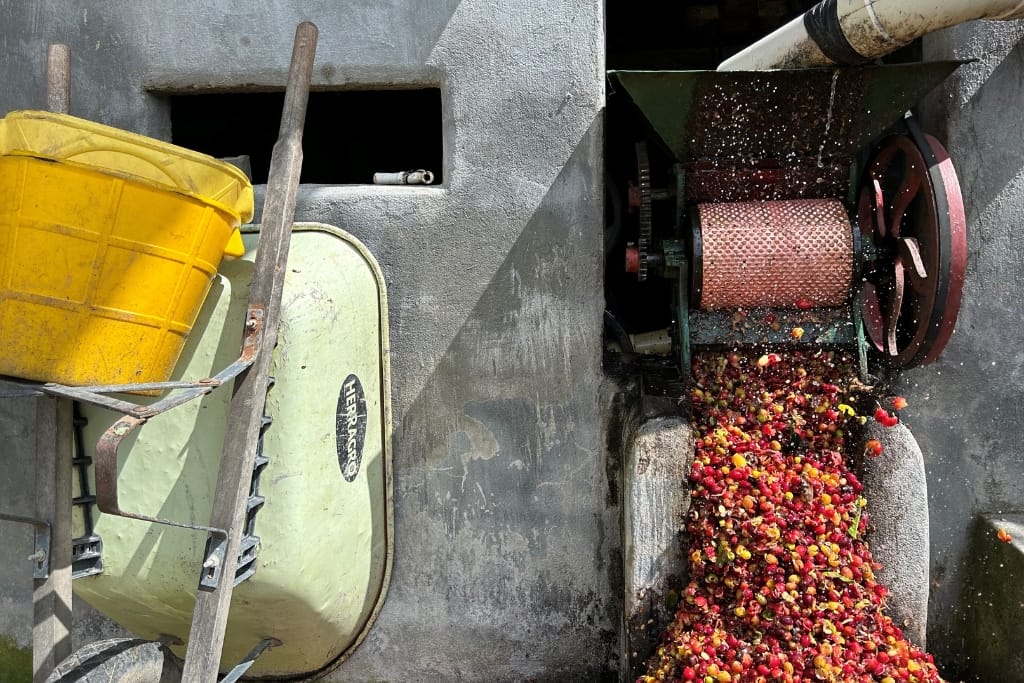 Huila Colombia coffee being de-pulped