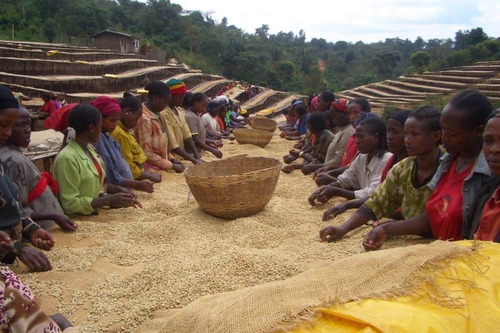 washed coffee from ethiopia