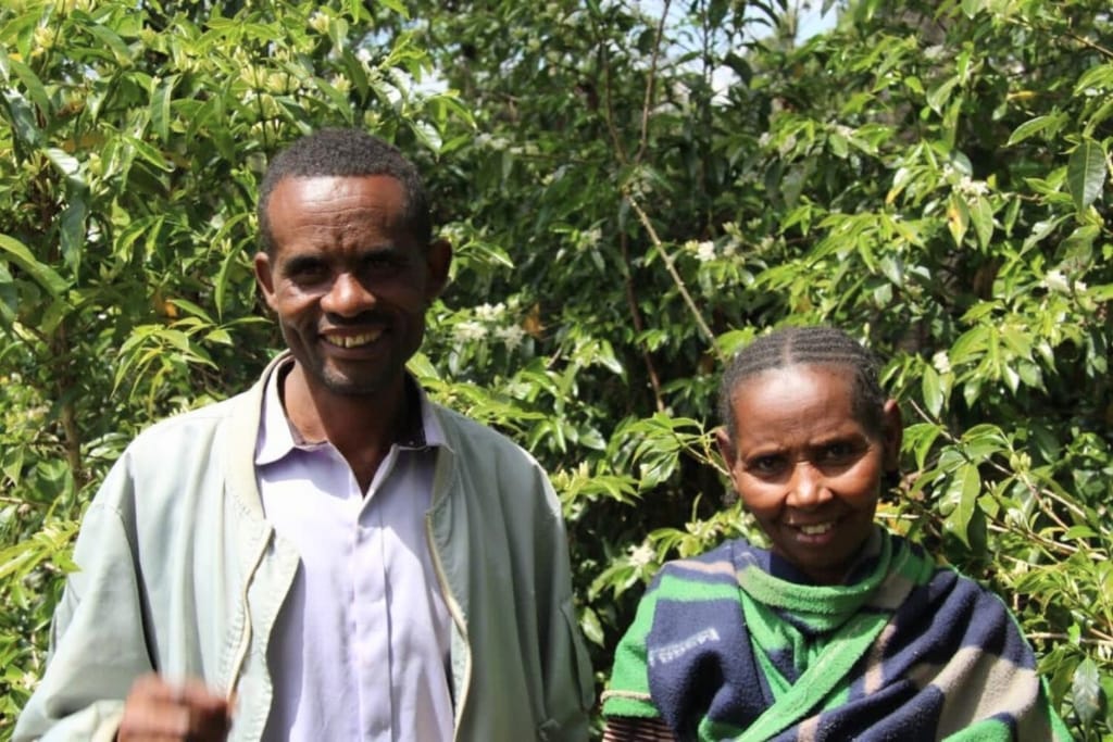 single producer coffee from ethiopia