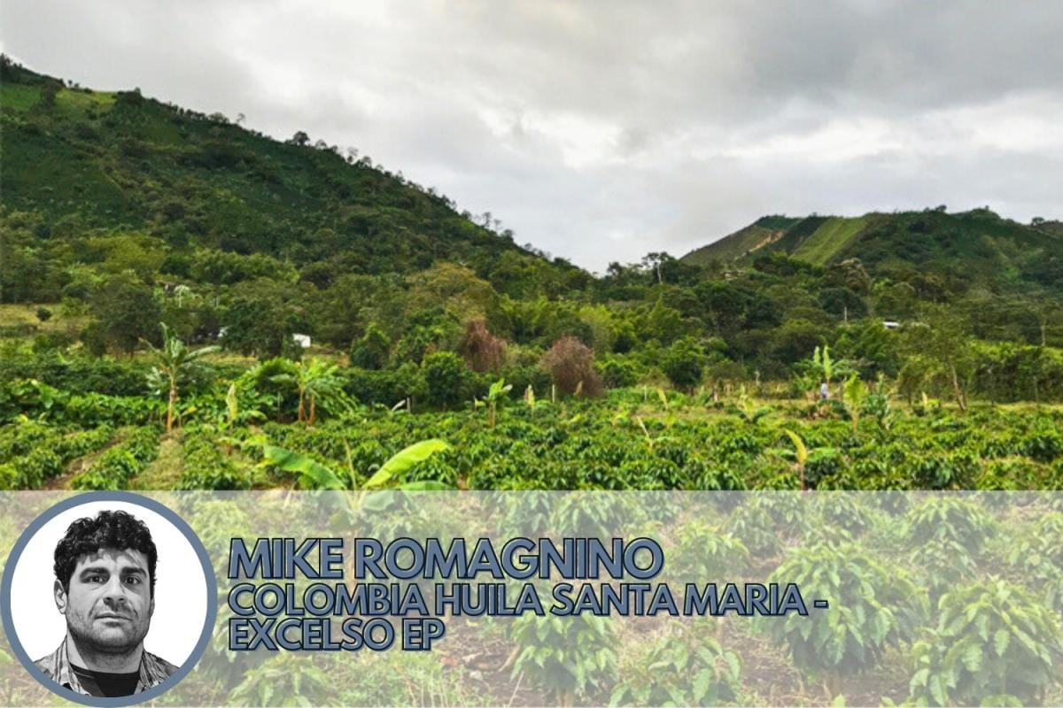washed process coffee from colombia