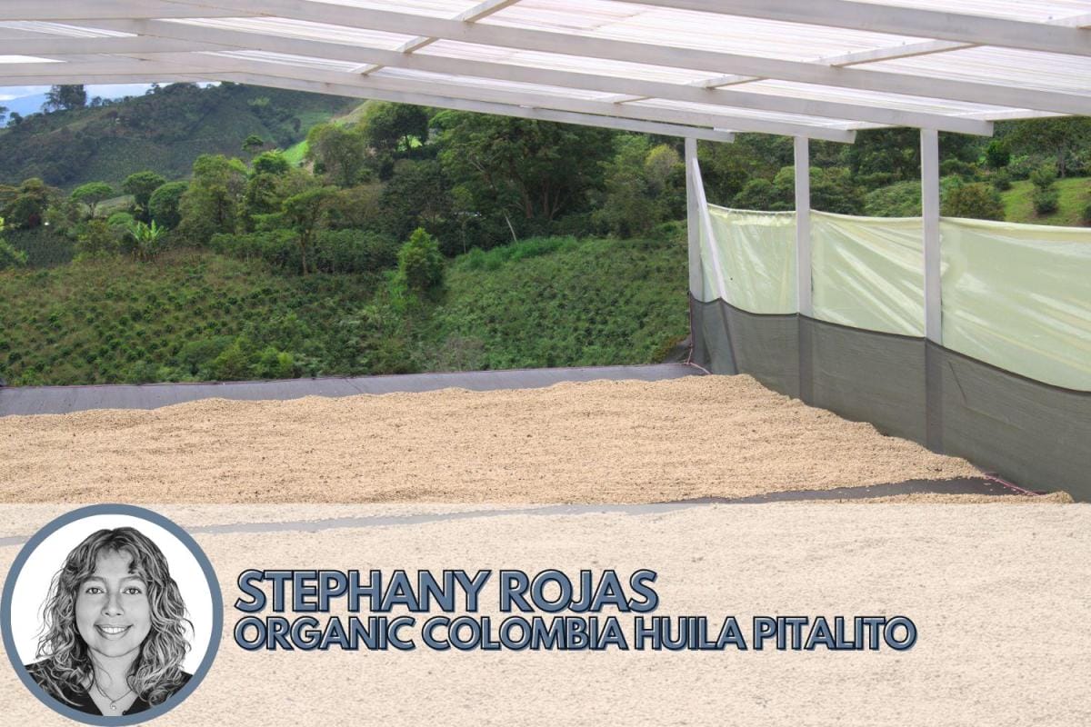 washed process coffee from colombia