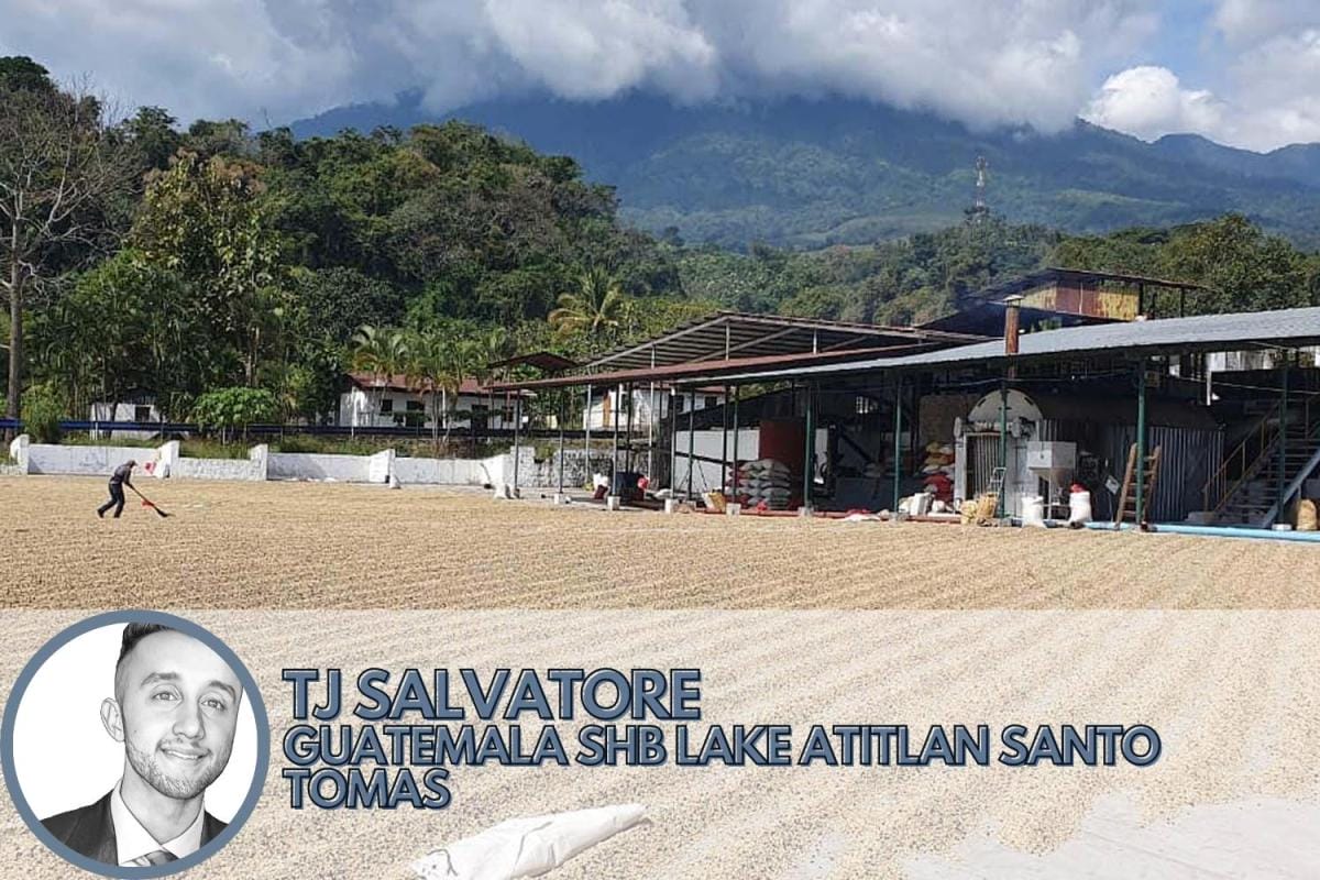coffee from guatemala