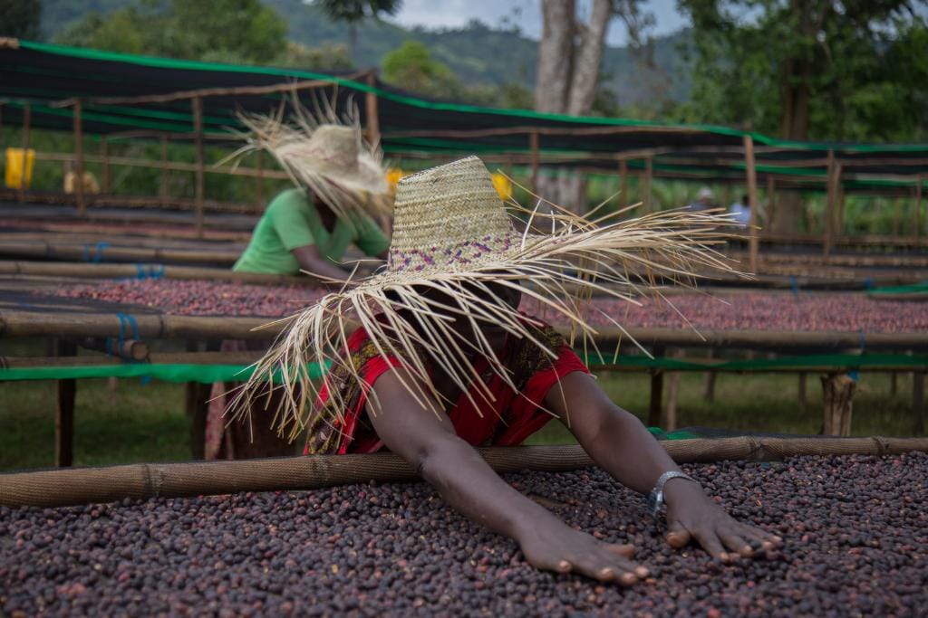 ethiopia natural sidamo