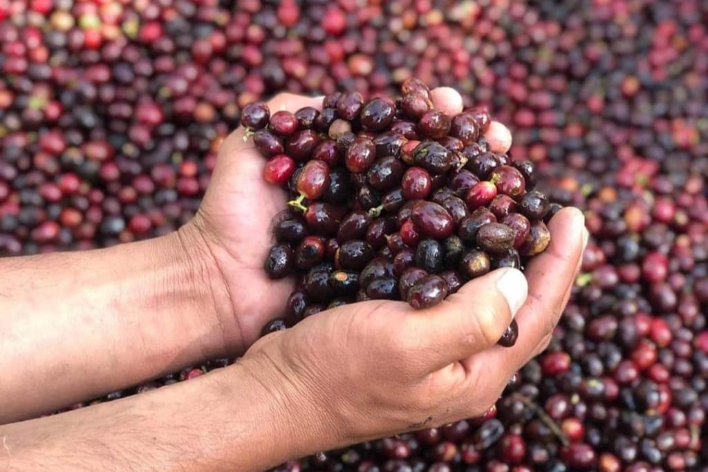 coffee cherries