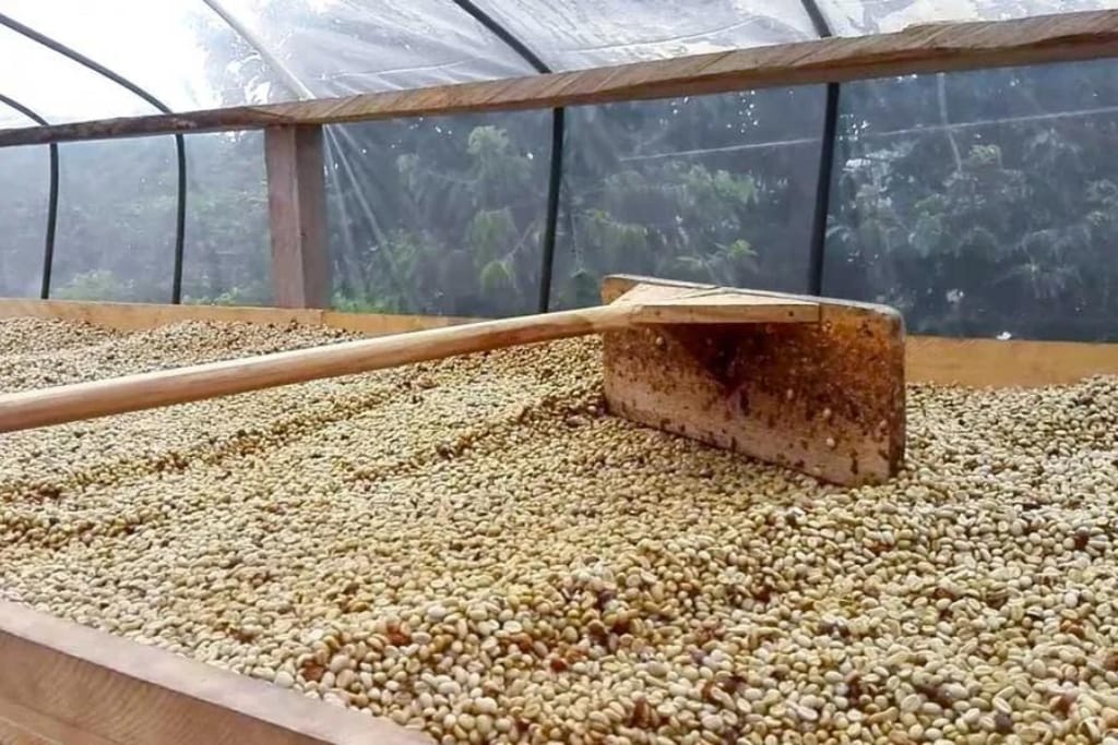 organic washed coffee drying