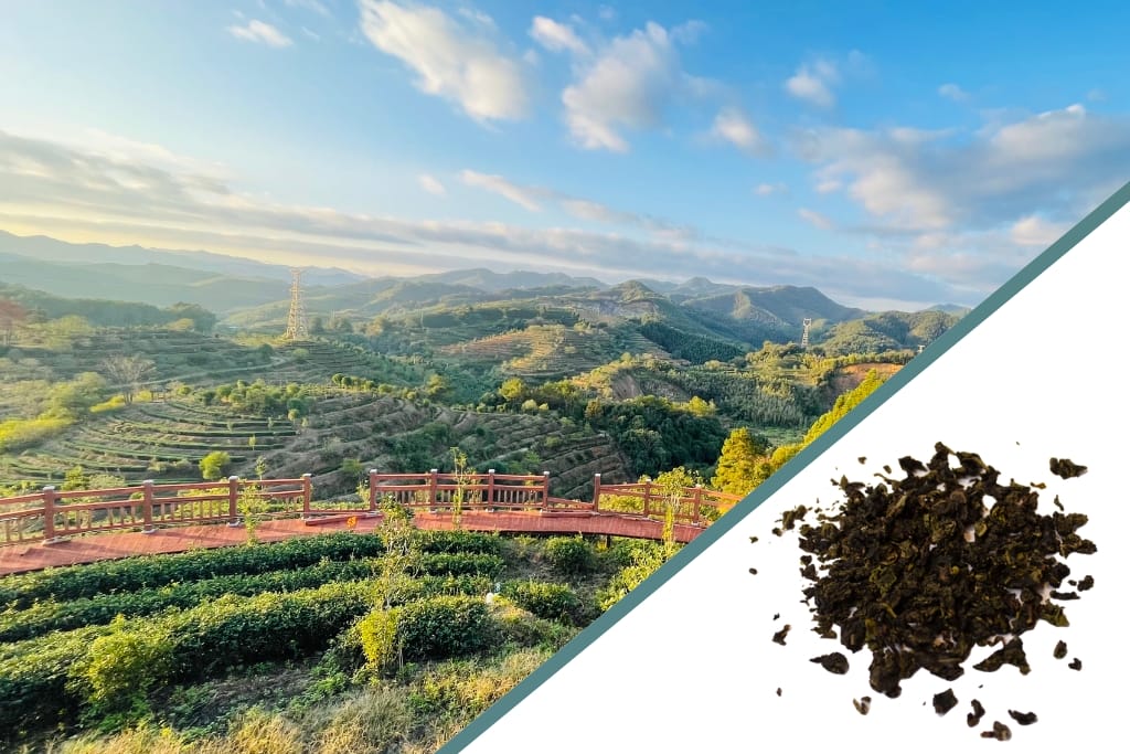fujian tea farm