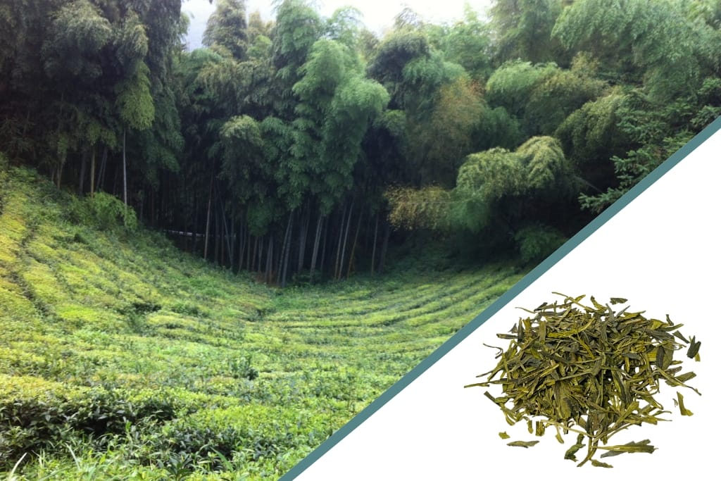 tea farm in pa'an zhezhiang