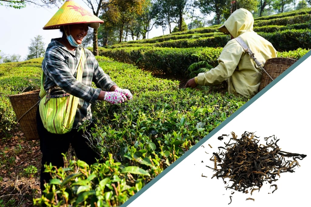 plucking golden yunnan