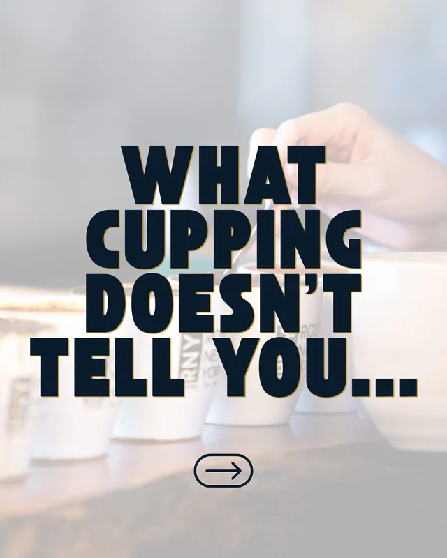☕ Your coffee might taste great on the cupping table. But what about in your customer’s cup?
 
Cupping is a great tool for evaluating coffee in a controlled, repeatable way and isolating its flavors. But that’s not how most customers drink it.
 
If you want to understand how your blend really performs, you need to taste it the way your customers do: as a batch brew.
 
Because how a coffee cups and how it brews aren’t always the same story. Link in bio to learn more.
 

#specialtycoffee #coffeeroaster #specialtycoffeeroaster #greencoffee #royalnewyork